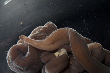 Media type: image;   Invertebrate Zoology 60886